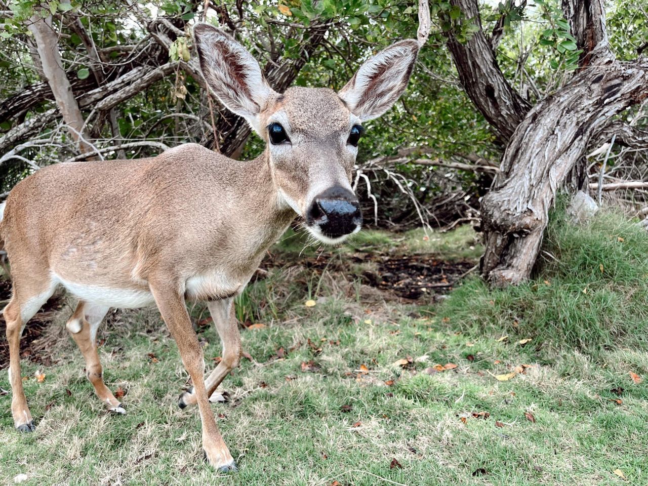 3746 Park Avenue, Big Pine Key, FL 33043 Photo