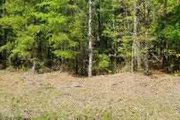 0 Rabb Street photo 4