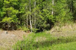 0 Rabb Street photo 4