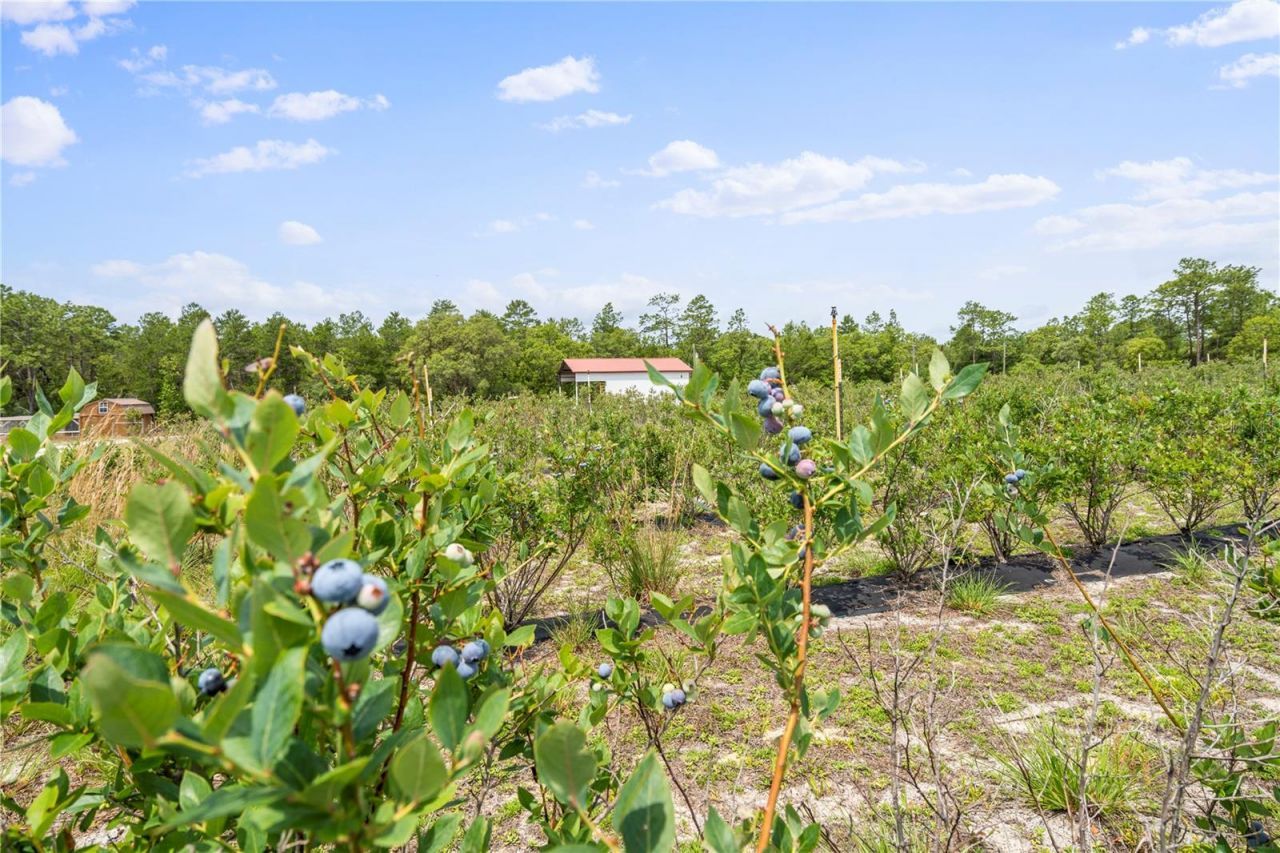 130 Strawberry Lane, Pomona Park, FL 32181 Photo