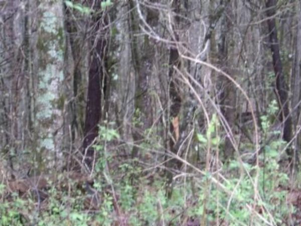 20.27ac Denton Rd, Moss, TN 38575