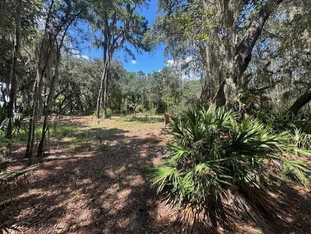 356 Drayton Island Road, Georgetown, FL 32139 Photo
