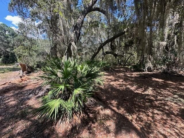 356 Drayton Island Road, Georgetown, FL 32139 Photo