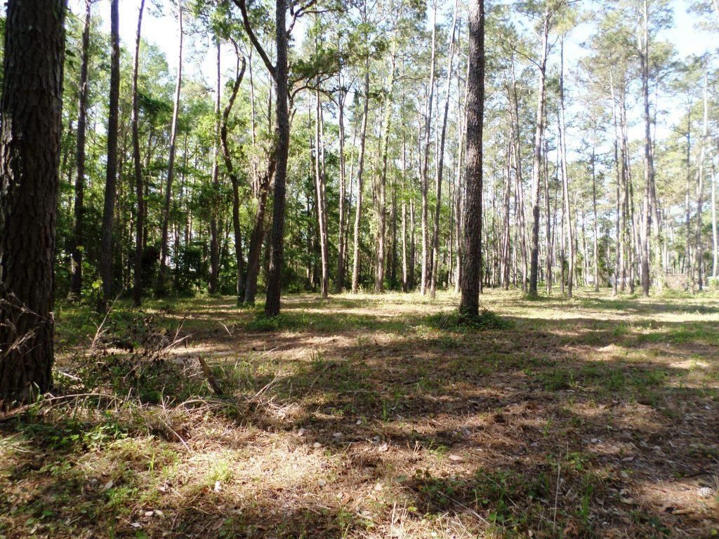 10150 Highway 40  E, Inglis, FL 34449 Photo