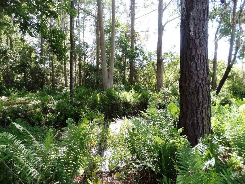 10150 Highway 40  E, Inglis, FL 34449 Photo