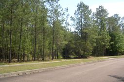 103 Pineberry Dr. photo 4