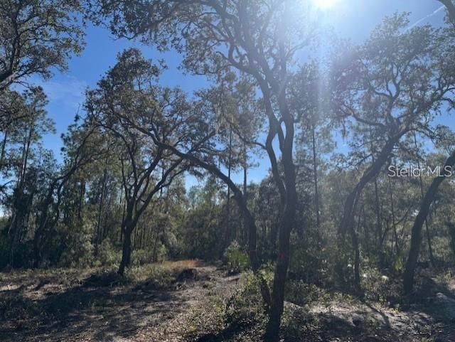 Ne 150th Ave Road, Lot #LOT 3, Fort Mc Coy, FL 32134 Photo