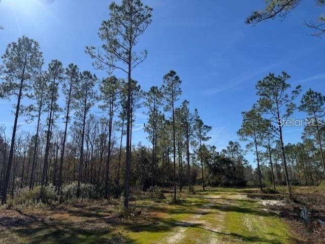 Ne 150th Ave Road, Lot #LOT 3, Fort Mc Coy, FL 32134 Photo