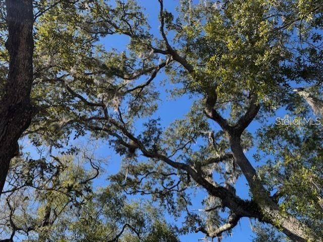 Ne 150th Ave Road, Lot #LOT 3, Fort Mc Coy, FL 32134 Photo