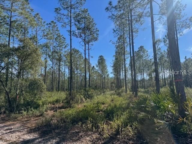 Ne 150th Ave Road, Lot #LOT 3, Fort Mc Coy, FL 32134 Photo