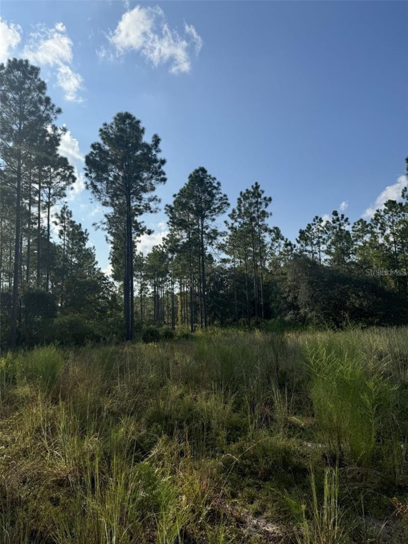 Ne 150th Ave Road, Lot #LOT 3, Fort Mc Coy, FL 32134 Photo