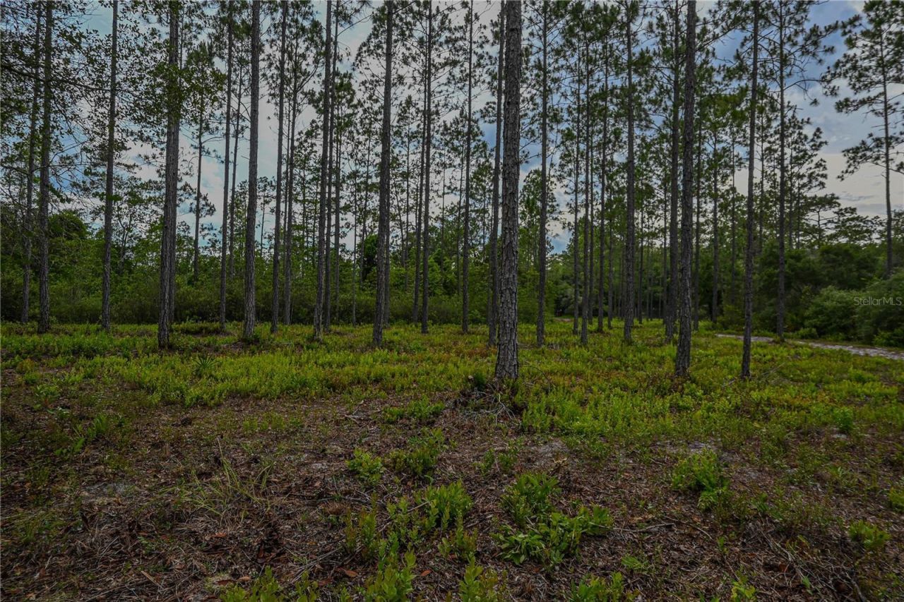 Ne 150th Ave Road, Lot #LOT 3, Fort Mc Coy, FL 32134 Photo