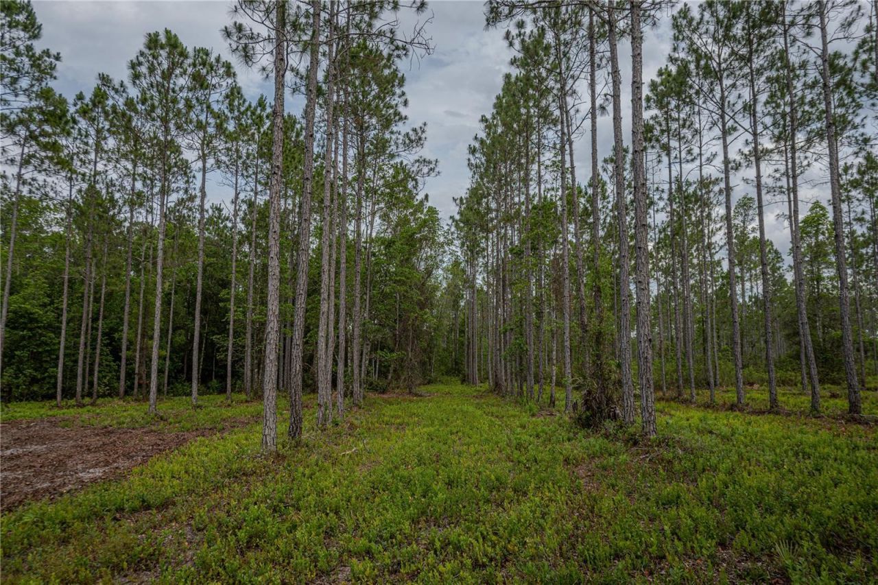 Ne 150th Ave Road, Lot #LOT 3, Fort Mc Coy, FL 32134 Photo