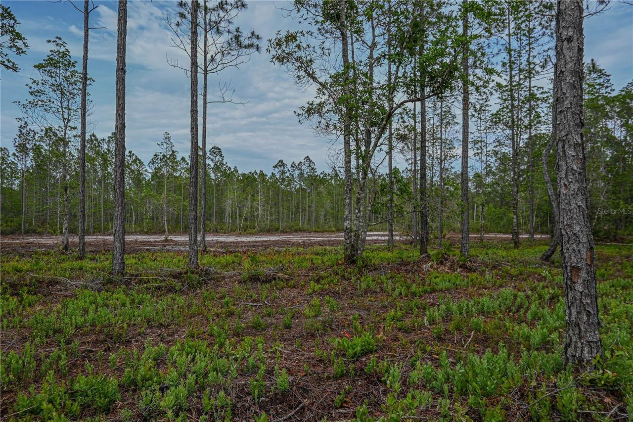 Ne 150th Ave Road, Lot #LOT 3, Fort Mc Coy, FL 32134 Photo