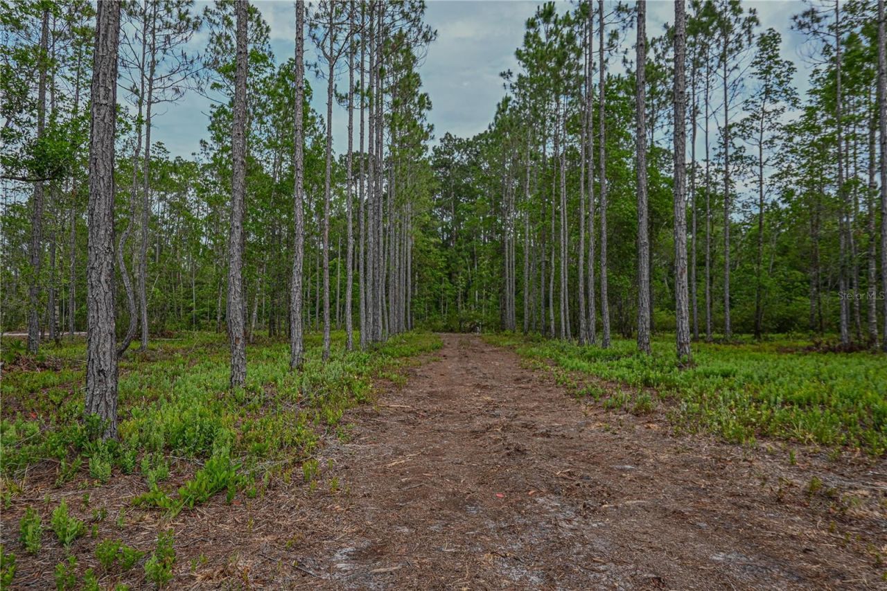 Ne 150th Ave Road, Lot #LOT 3, Fort Mc Coy, FL 32134 Photo