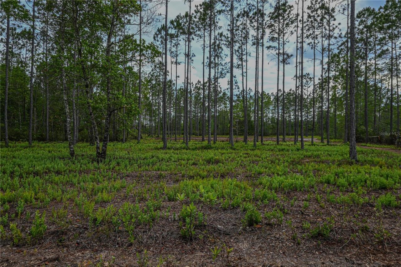 Ne 150th Ave Road, Lot #LOT 3, Fort Mc Coy, FL 32134 Photo