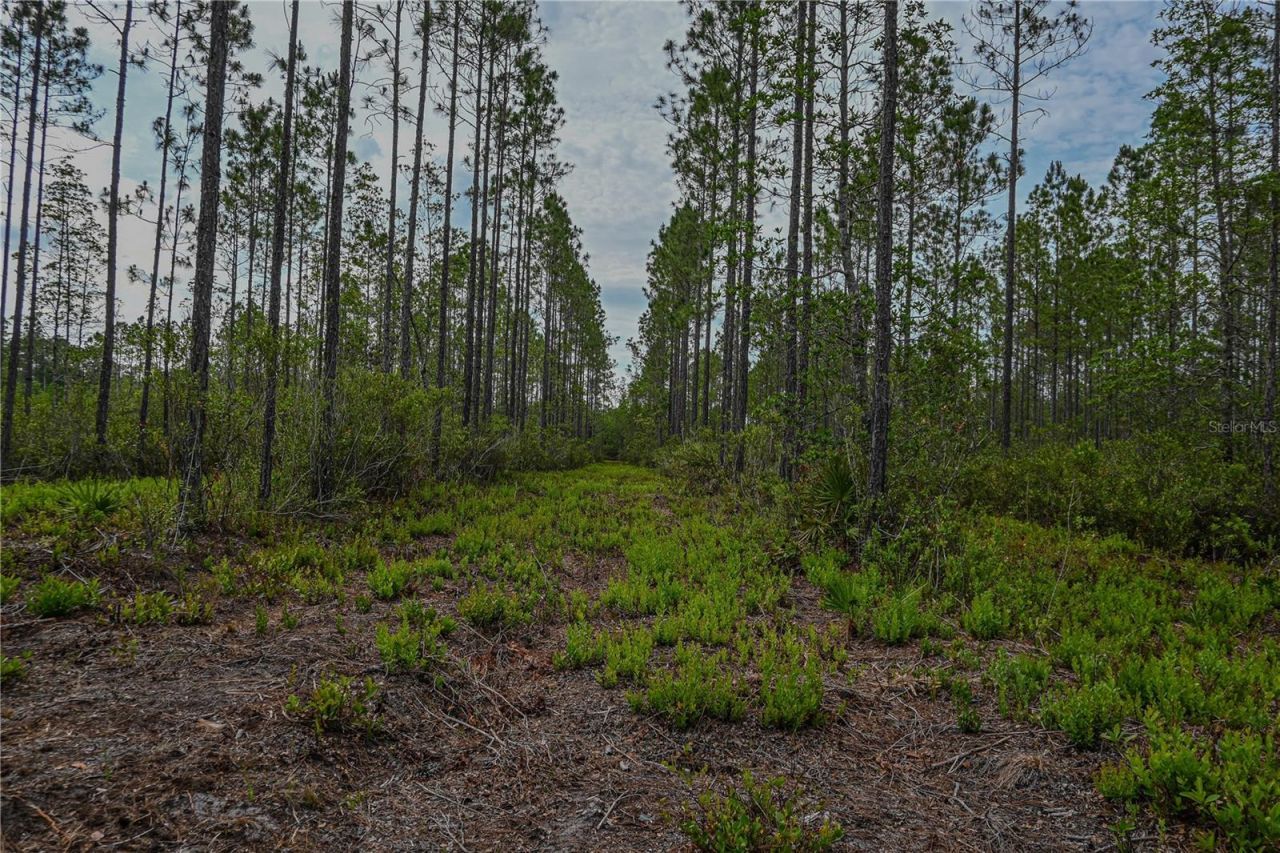 Ne 150th Ave Road, Lot #LOT 3, Fort Mc Coy, FL 32134 Photo