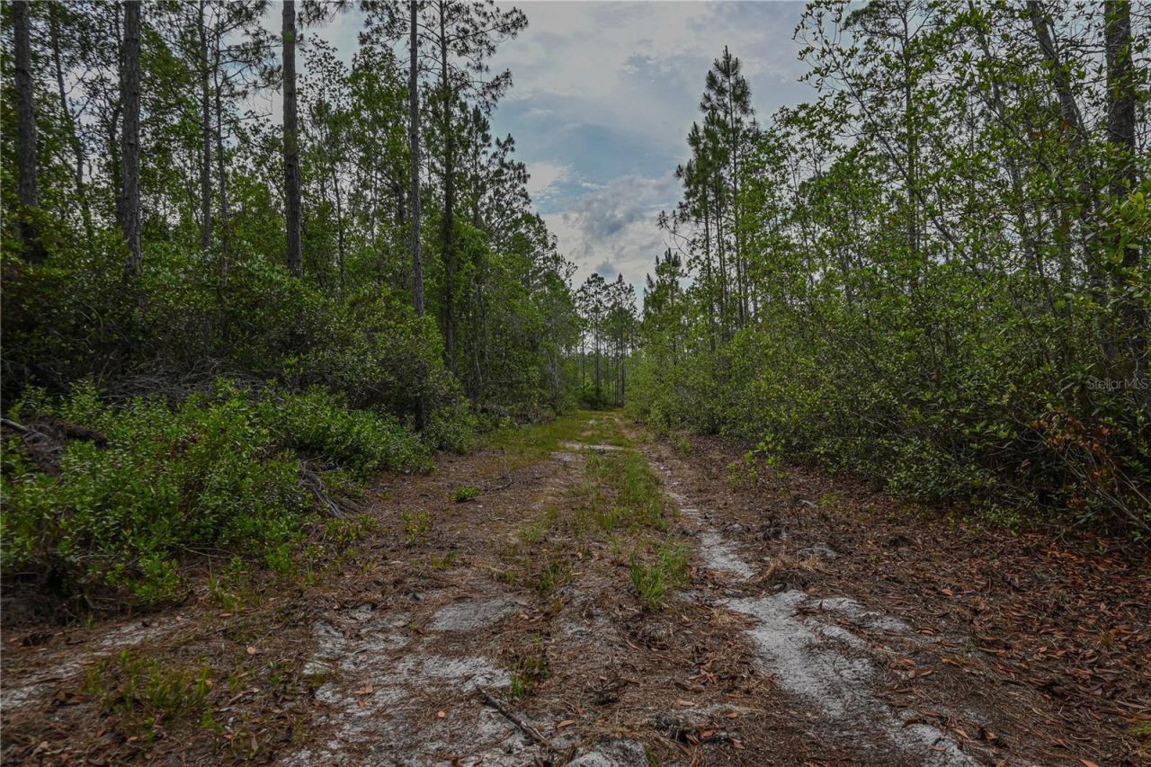 Ne 150th Ave Road, Lot #LOT 3, Fort Mc Coy, FL 32134 Photo