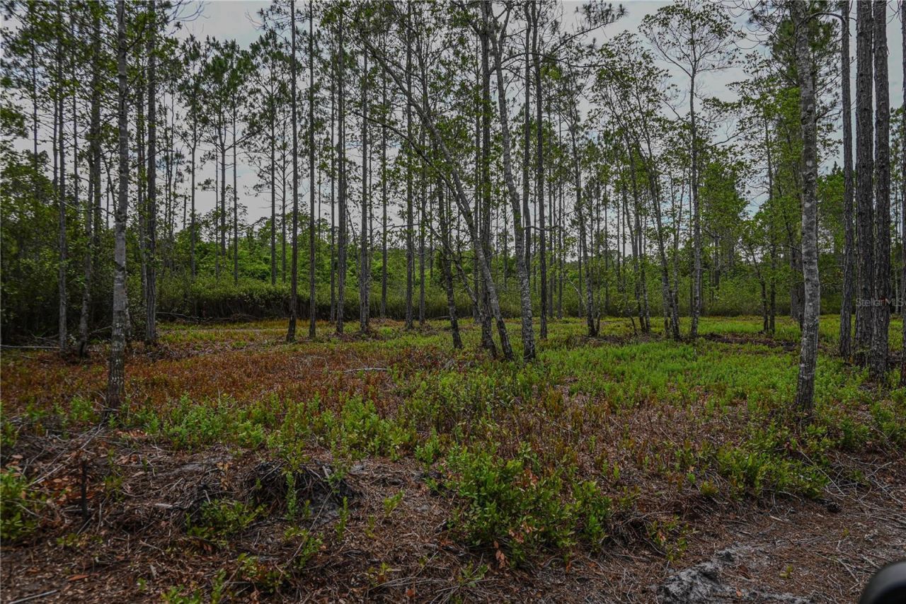 Ne 150th Ave Road, Lot #LOT 3, Fort Mc Coy, FL 32134 Photo