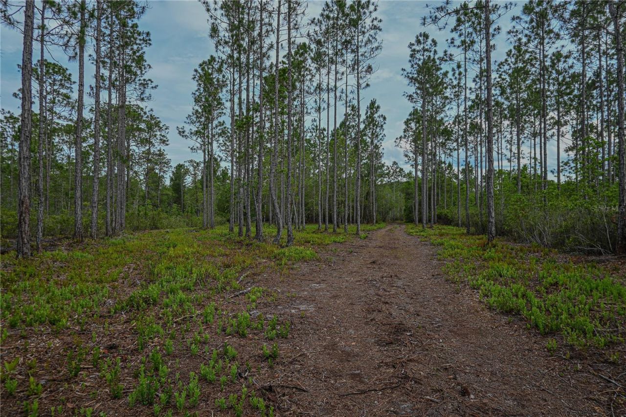 Ne 150th Ave Road, Lot #LOT 3, Fort Mc Coy, FL 32134 Photo