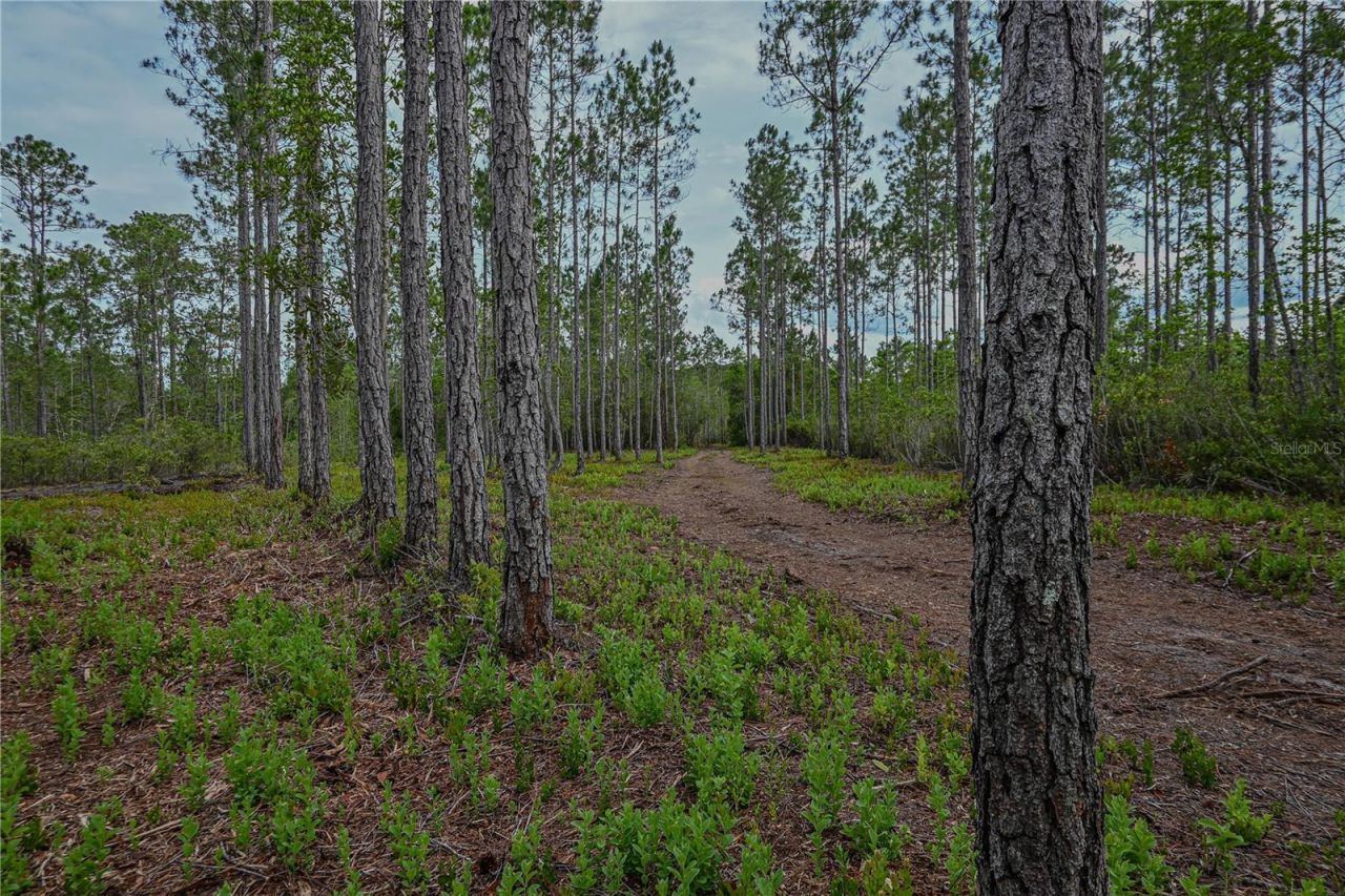 Ne 150th Ave Road, Lot #LOT 3, Fort Mc Coy, FL 32134 Photo