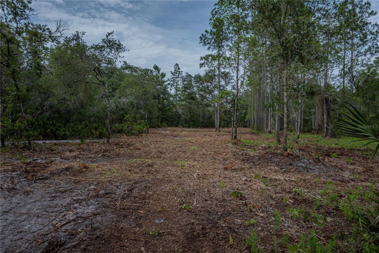 Ne 150th Ave Road, Lot #LOT 3, Fort Mc Coy, FL 32134 Photo