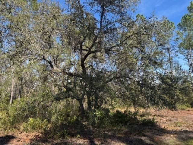 Ne 150th Ave Road, Lot #LOT 3, Fort Mc Coy, FL 32134 Photo