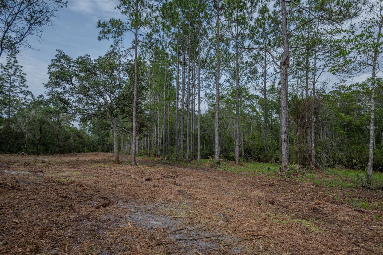 Ne 150th Ave Road, Lot #LOT 3, Fort Mc Coy, FL 32134 Photo
