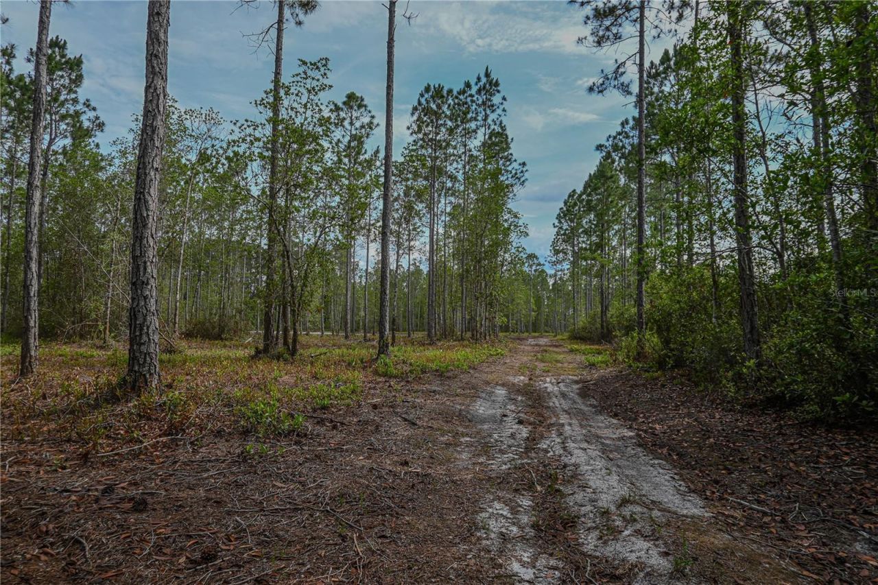 Ne 150th Ave Road, Lot #LOT 3, Fort Mc Coy, FL 32134 Photo