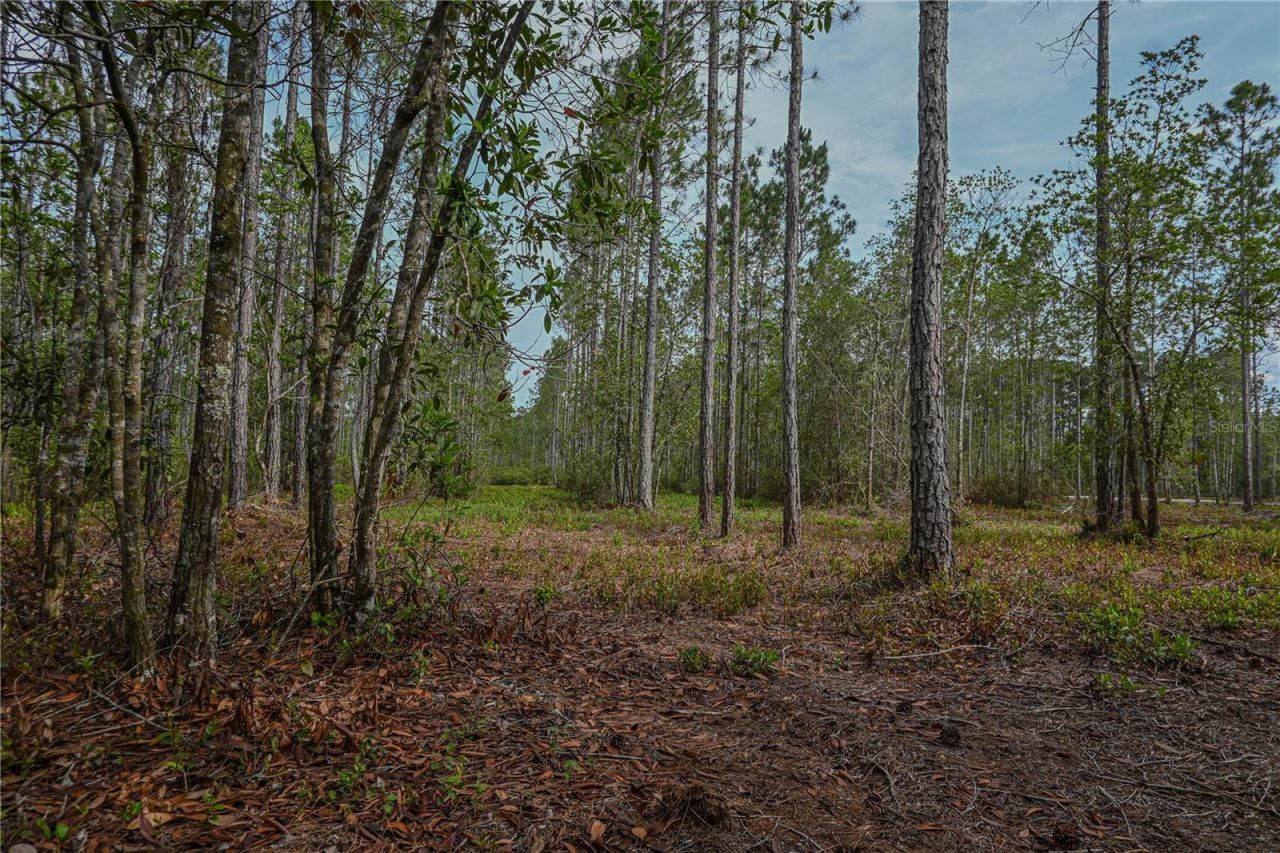 Ne 150th Ave Road, Lot #LOT 3, Fort Mc Coy, FL 32134 Photo