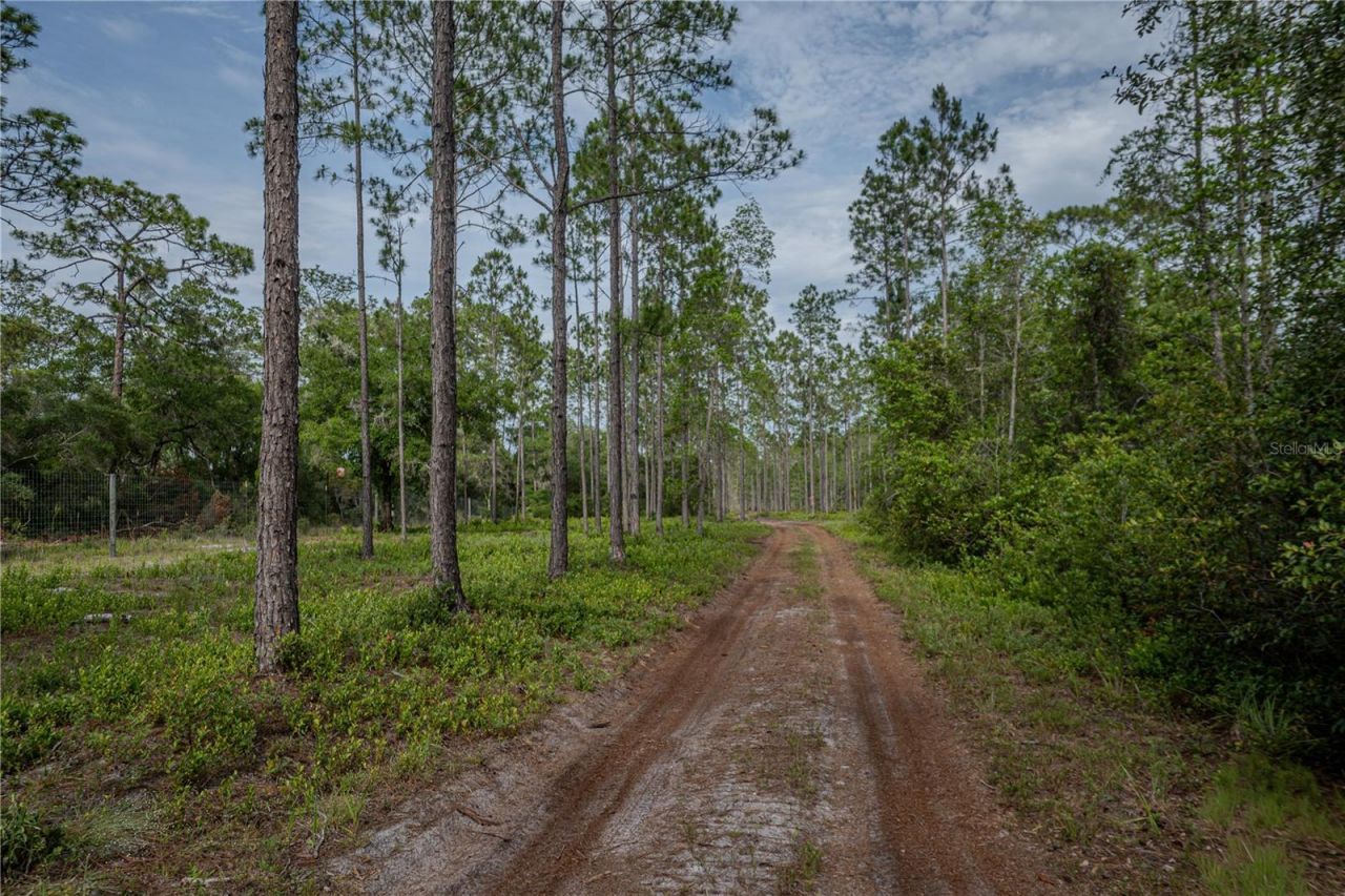 Ne 150th Ave Road, Lot #LOT 3, Fort Mc Coy, FL 32134 Photo