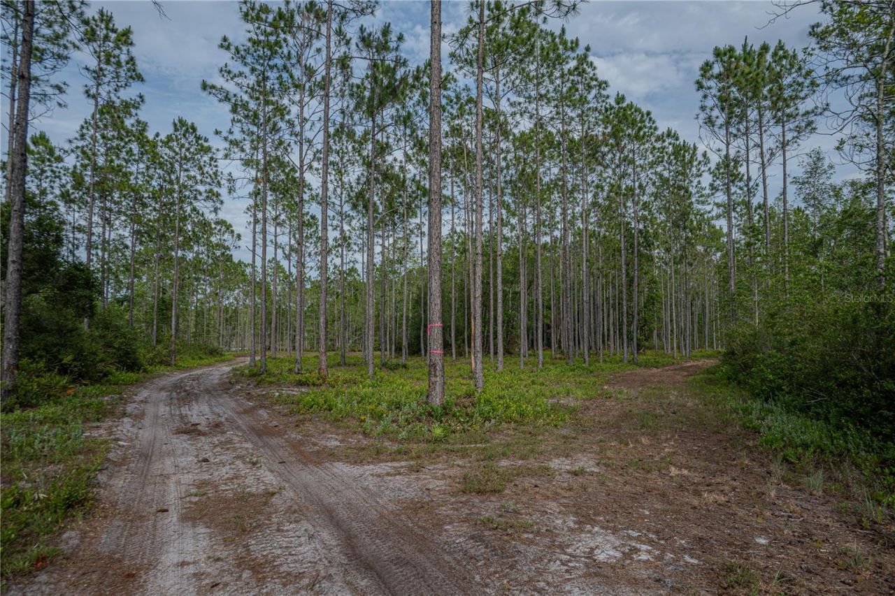 Ne 150th Ave Road, Lot #LOT 3, Fort Mc Coy, FL 32134 Photo
