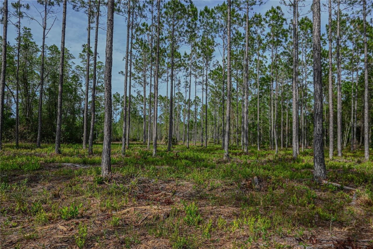 Ne 150th Ave Road, Lot #LOT 3, Fort Mc Coy, FL 32134 Photo