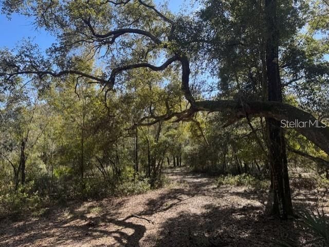 Ne 150th Ave Road, Lot #LOT 3, Fort Mc Coy, FL 32134 Photo