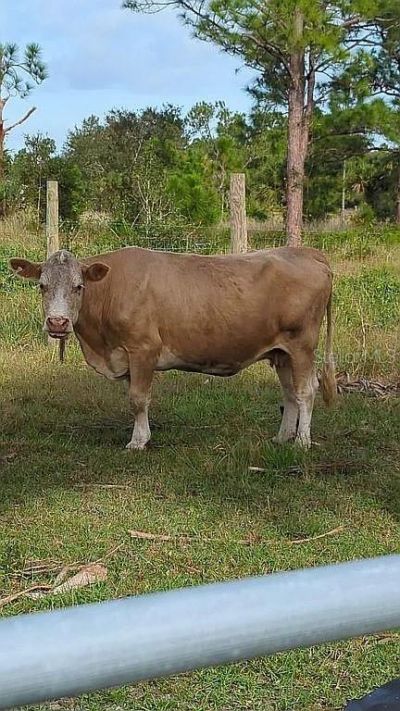 740 S Palomino Street, Clewiston, FL 33440 Photo