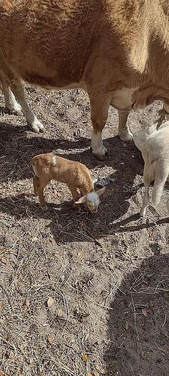 740 S Palomino Street, Clewiston, FL 33440 Photo