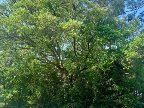 1365 Riverview Drive SW, Shallotte, NC 28470