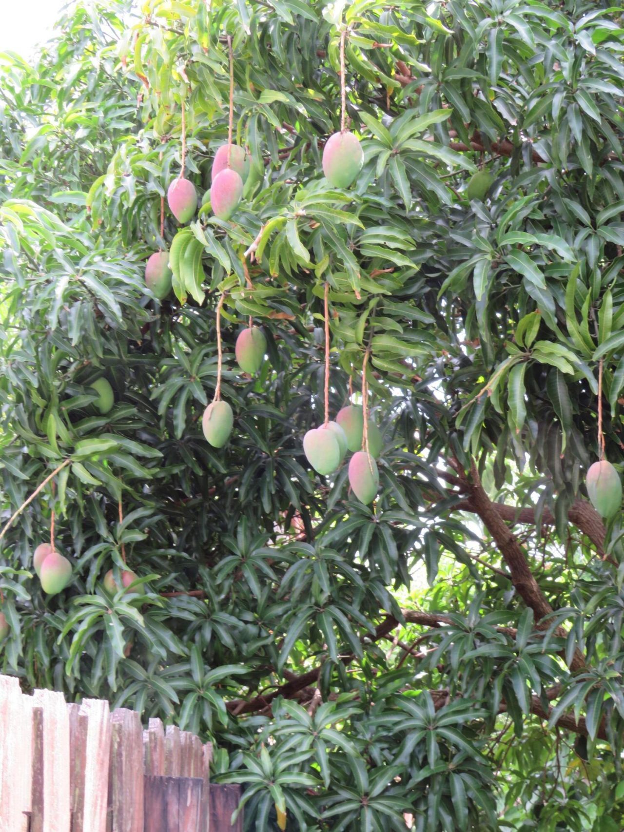 3207 NW 89th Terrace, Coral Springs, FL 33065 Photo