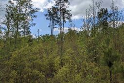 2206 Highway 1 photo 4