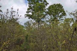 2206 Highway 1 photo 4