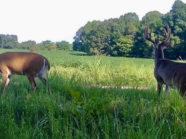 BURNETT RD, Williston, TN 38076