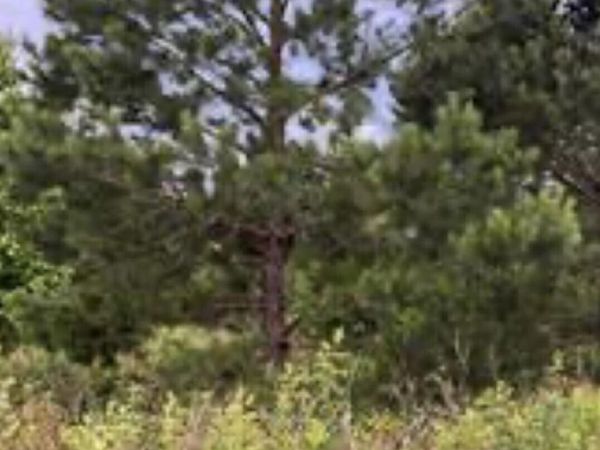 0 Sandy Lane, Hawkinsville, GA 31036