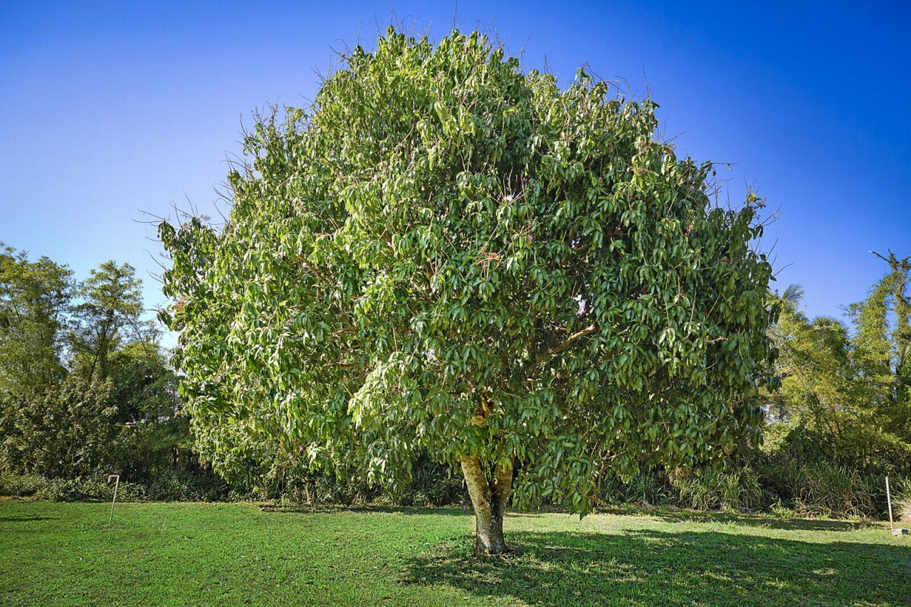 3057 D Road, Loxahatchee Groves, FL 33470 Photo