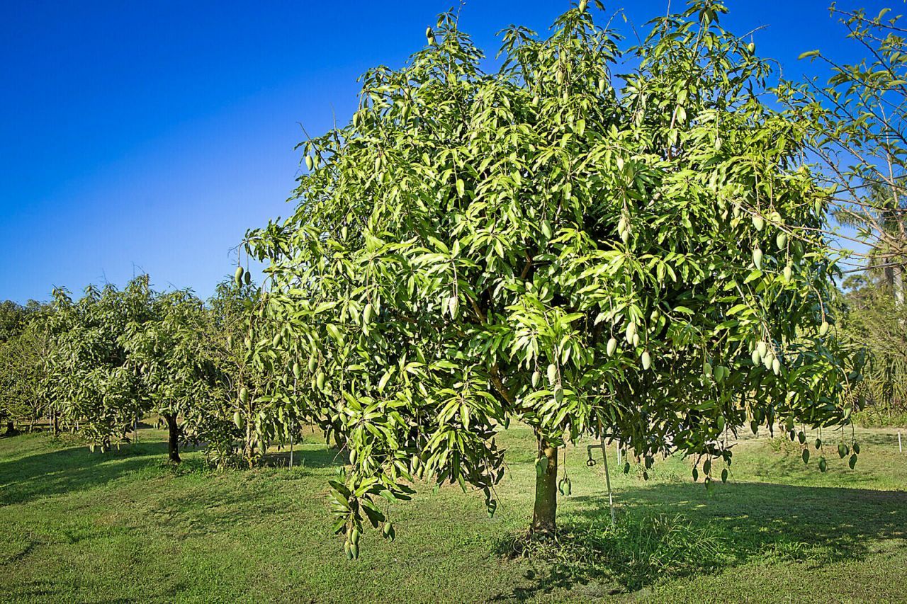 3057 D Road, Loxahatchee Groves, FL 33470 Photo