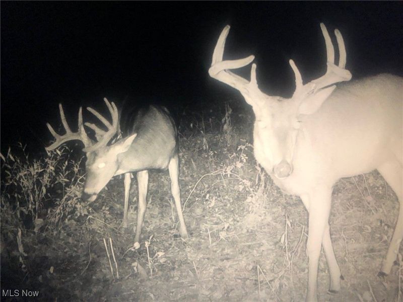 0 State Route 78, Summerfield, OH 43788 Photo 32