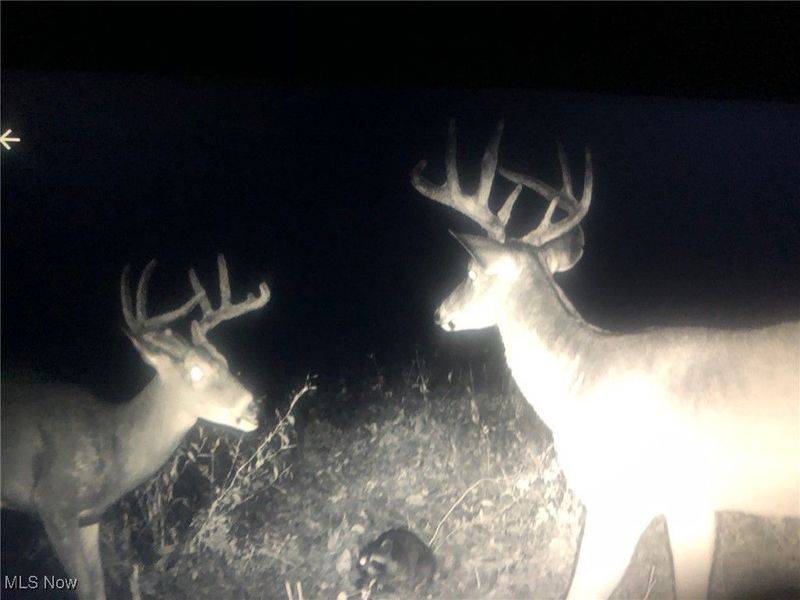 0 State Route 78, Summerfield, OH 43788 Photo 33