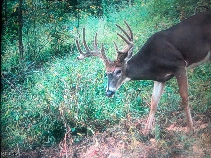 0 State Route 78, Summerfield, OH 43788 Photo 34