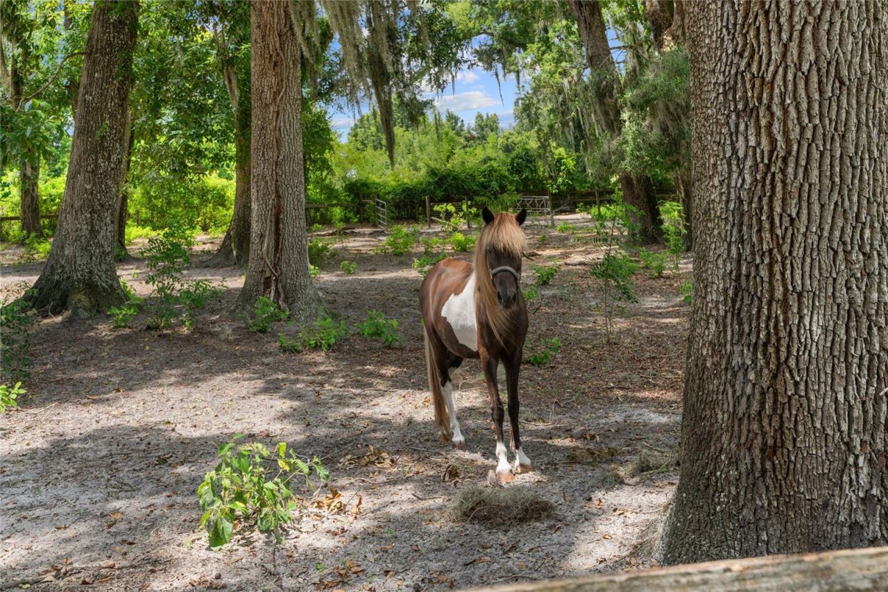 889 SW 165th Street, Ocala, FL 34473 Photo