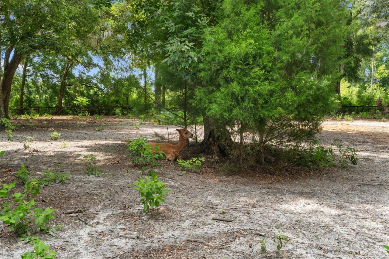 889 SW 165th Street, Ocala, FL 34473 Photo