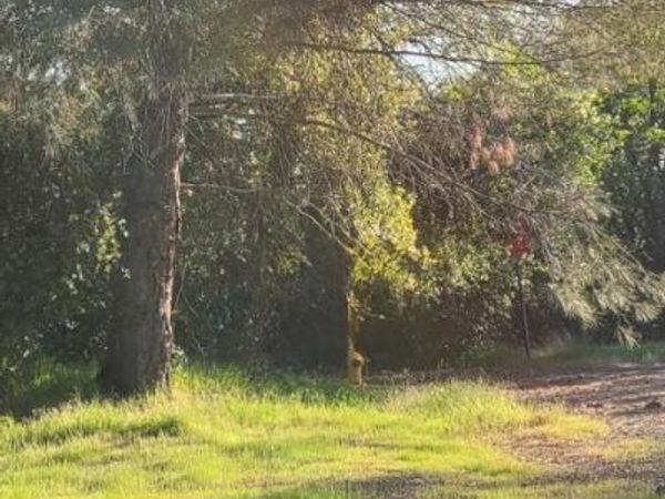 10470 Chicharra Court, Coulterville, CA 95311